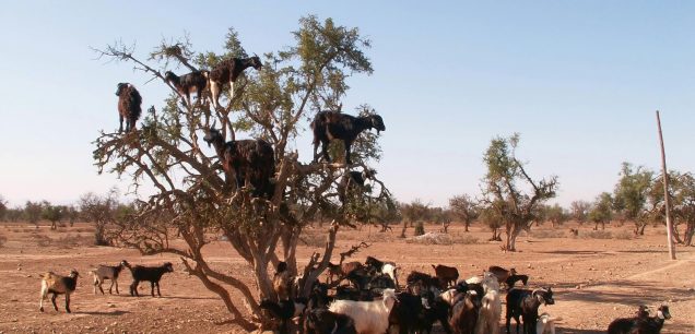 MERZOUGA